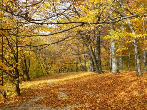 Ruduo, Miškas, Aukso Ruduo, Gamta, Rudens Miškas, Rudens Lapai, Kritimo Spalvos, Vaikščioti, Gyvoji Gamta