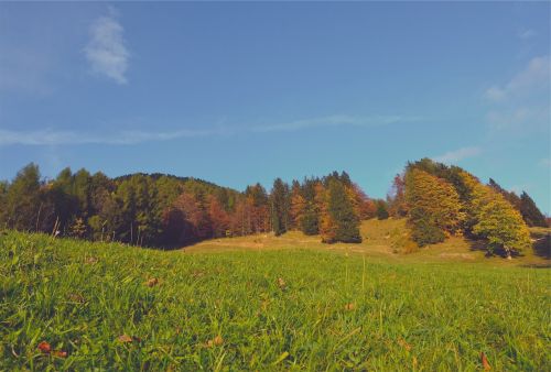 Ruduo, Medžiai, Kritimas, Žolė, Lapai, Mėlynas, Dangus