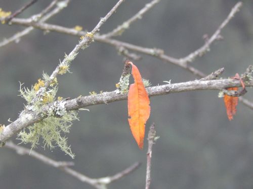 Ruduo, Lapai, Spalva, Oranžinė