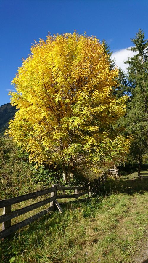 Ruduo, Medis, Aukso Ruduo, Rudens Nuotaika, Gamta, Lečo Slėnis, Tyrol