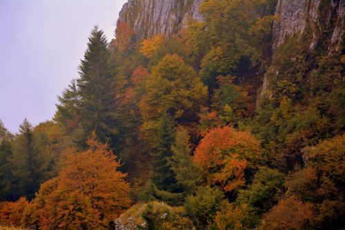 Ruduo, Medžiai, Spalvos, Kalnas