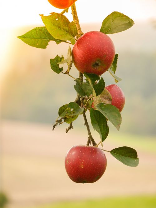 Ruduo, Rudens Pradžia, Lapai, Obuolys, Obuolių Medis, Filialas, Ruda, Prinokę, Gamta, Lapai, Aukso Ruduo, Herbstimpressija, Saulėtas, Apšvietimas, Auksinis, Šviesus, Kritimo Lapija, Medis, Rudens Auksas, Lapuočių Medis, Rudens Nuotaika