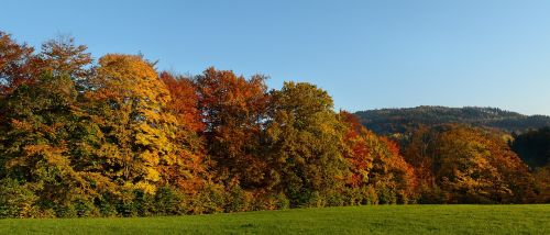 Ruduo, Panorama, Medžiai