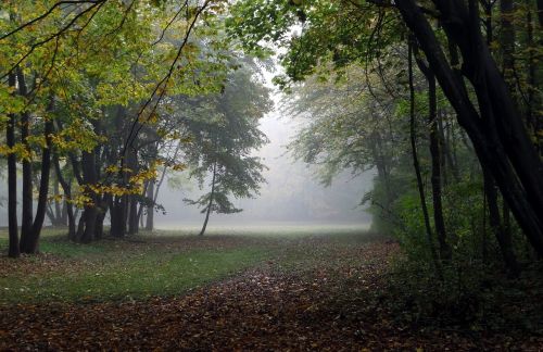 Ruduo, Rūkas, Miškas, Nuotaika, Kraštovaizdis, Gamta, Morgenstimmung