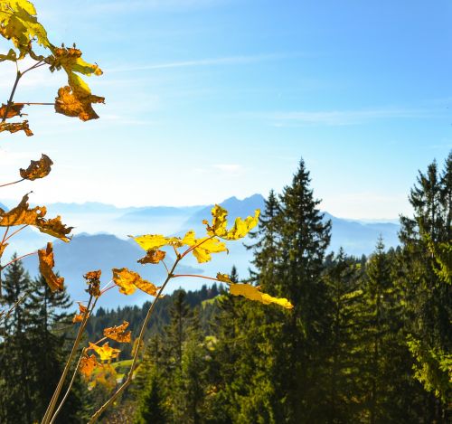 Ruduo, Lapai, Pilatus, Garantuoti Atsargas, Numatymas, Alpių, Žolės Mentė, Šveicarija, Rigi, Aukščiausiojo Lygio Susitikimas Toli, Tolimas Vaizdas, Kalnų Pieva, Kraštovaizdis, Gamta, Dangus, Miškas