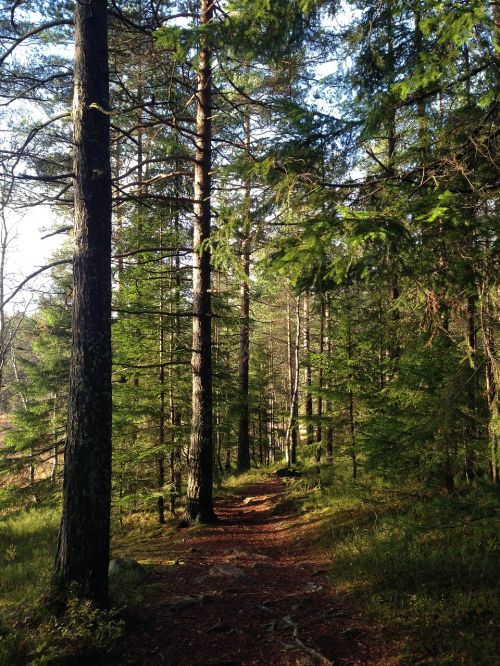 Ruduo, Miškas, Gamta, Medžiai, Kritimas, Saulės Šviesa