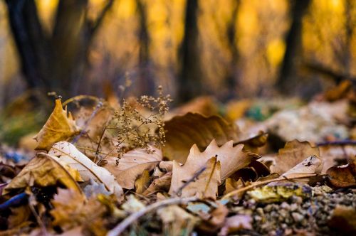 Ruduo, Defoliacija, Saulėlydis, Augalas