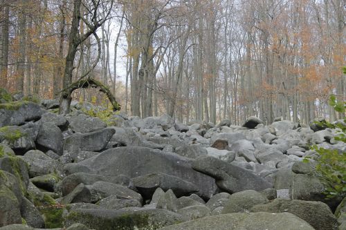 Ruduo, Akmenys, Rokas, Miškas, Medžiai, Kritimo Spalva