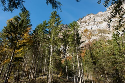 Ruduo, Lapai, Medžiai, Šviesa, Saulė, Kalnas