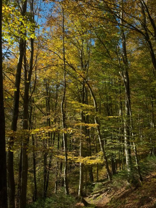 Ruduo, Miškas, Toli, Lapai, Medžiai, Šviesa, Saulė