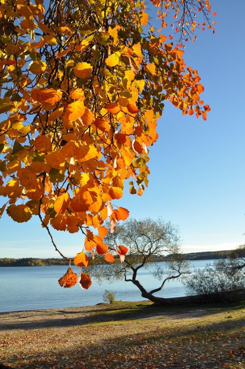 Ruduo, Papludimys, Lapai, Ežeras Mälaren