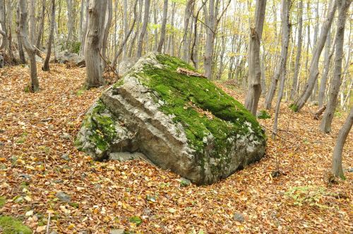 Ruduo, Miškas, Akmuo, Gamta