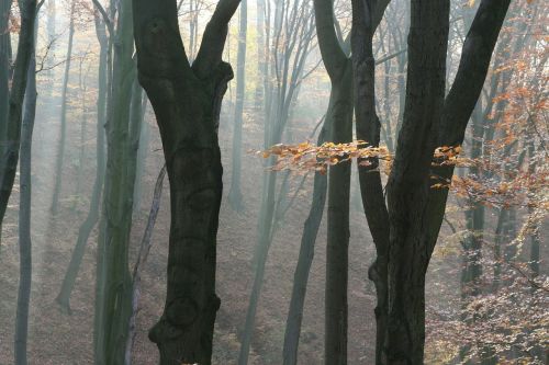 Ruduo, Miškas, Gamta, Rūkas, Medžių Kamienus, Medžiai, Padermės, Lapai