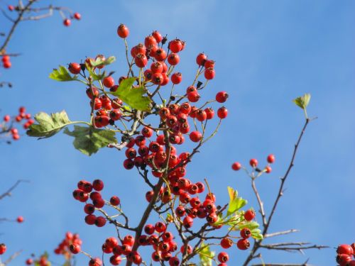 Ruduo, Mėlynas, Dangus, Dangus, Uogos, Aišku, Gamta, Fonas, Raudona, Vaisius, Lapija, Vaisiai, Krūmas