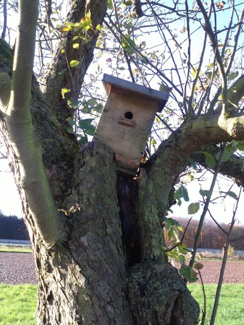 Ruduo, Paukščių Maitintojas, Medis, Vaisių Sodas, Žurnalas, Gamta, Einflugloch, Inkubatorius, Lizdų Vieta, Aviary, Estetinis