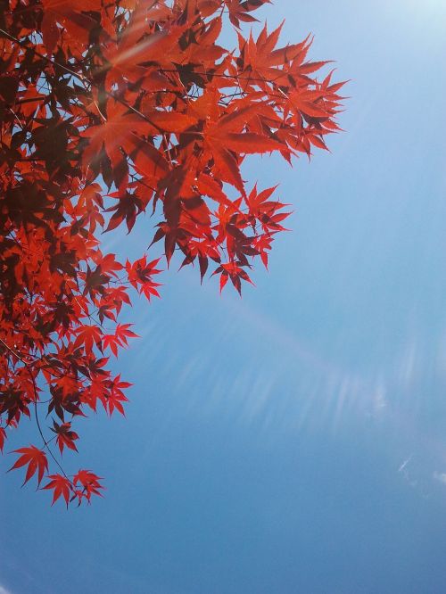 Ruduo, Raudona, Medis, Japanese, Mėlyna Skye
