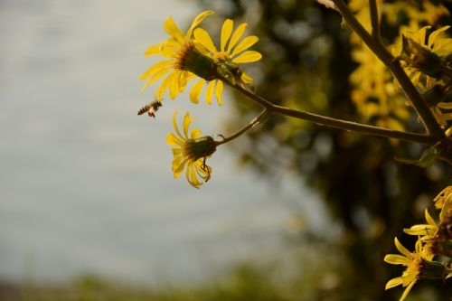 Rudens Chrizantema, Bičių, Xuanwu Ežeras