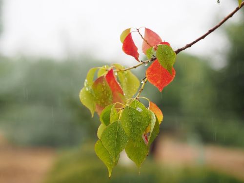 Rudens Spalva, Filialas, Gamta, Kritimas, Saulėtas, Lapai