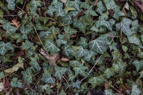 Rudens Spalvos, Rudens Lapas, Ivy Ivy-Leaf Geranium