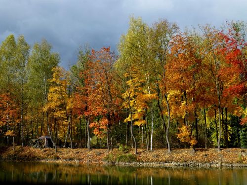 Rudens Miškas, Auksinis, Ežeras, Veidrodis, Žvejys