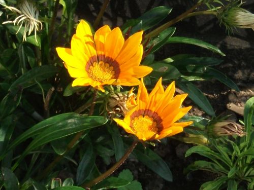 Gazania,  Šviesus,  Ruduo,  Kritimas,  Rudens Gazania