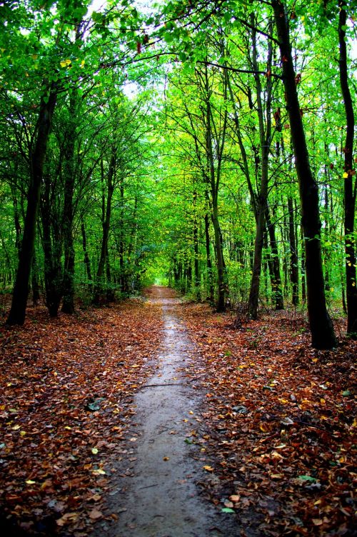 Rudens Kraštovaizdis, Gamta, Poznan