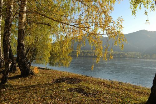 Rudens Kraštovaizdis, Berželiai, Mediena, Filialai, Upė, Geltona