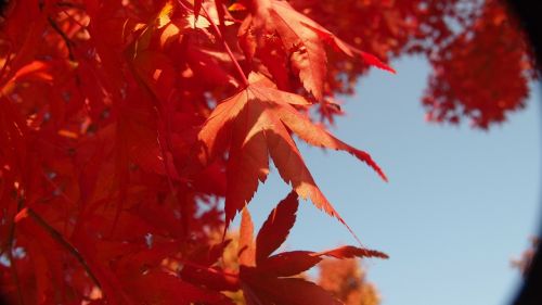 Rudens Lapai, Ruduo, Mediena