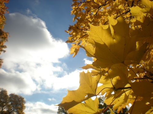 Rudens Lapai, Medis, Debesis, Saulės Energija, Ruduo