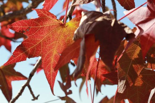 Rudens Lapai, Žiema, Ruduo, Sausas Lapai