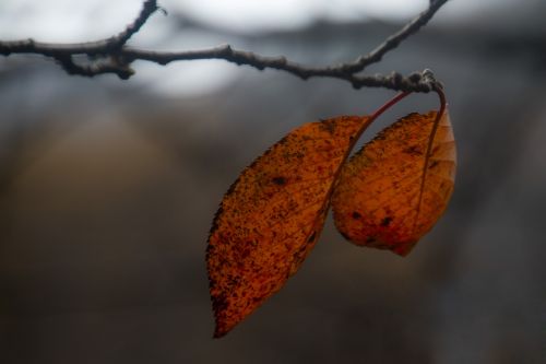 Rudens Lapai, Ruduo, Lapai