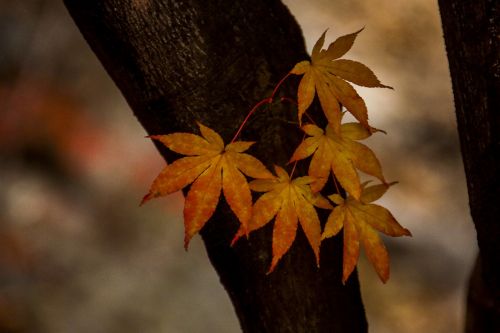 Rudens Lapai, Ruduo, Lapai