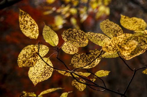 Rudens Lapai, Ruduo, Lapai