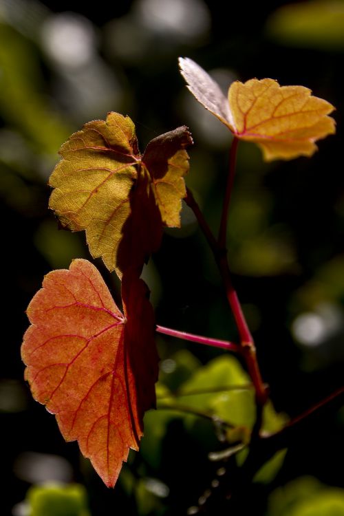 Rudens Lapai, Ruduo, Lapai