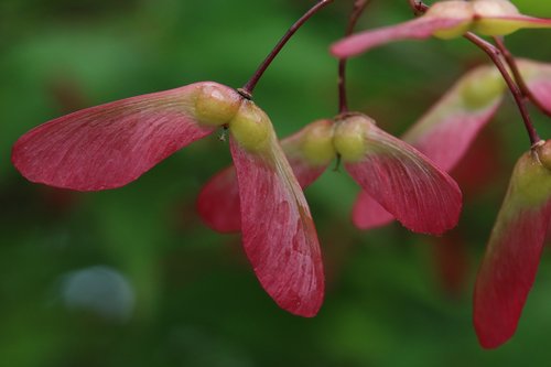 Rudens Lapai,  Sėklos,  Maple,  Mediena,  Parkas,  Gamta