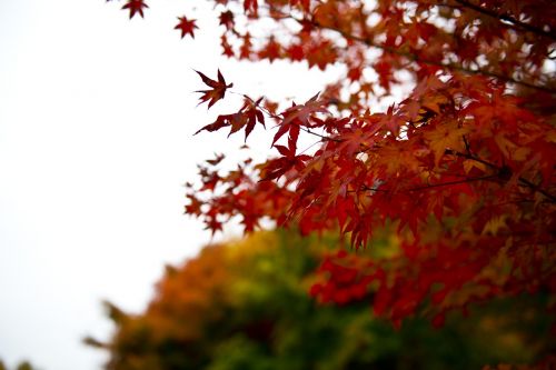 Rudens Lapai,  Ruduo,  Kraštovaizdis