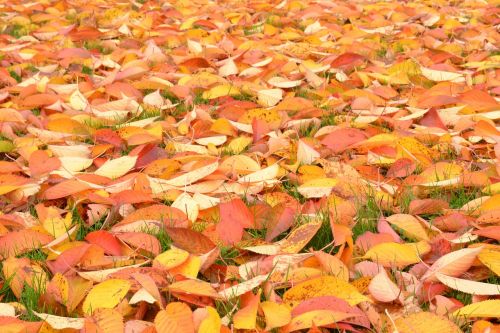 Rudens Lapai, Maroon, Natūralus