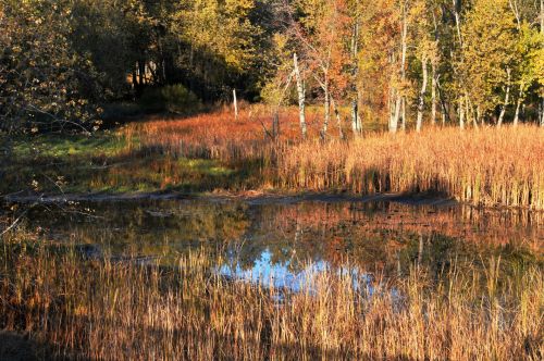 Pelkės,  Vanduo,  Atspindėti,  Atspindys,  Žolė,  Medis,  Medžiai,  Auksinis,  Kritimas,  Ruduo,  Lapija,  Lapuočių,  Rudens Pelkių Vandenys