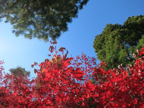 Rudens Lapai, Natūralus, Ruduo