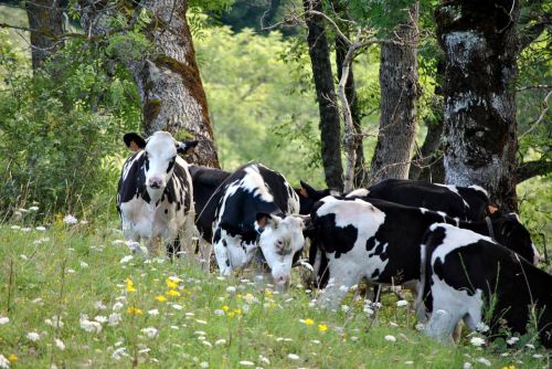 Karvės, Auvergne, Kalnas, Ganykla, Prairie