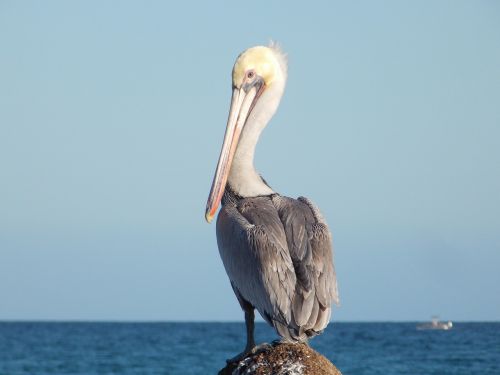 Ave, Pelican, Papludimys