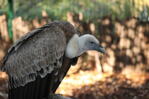 Ave, Strutis, Gyvūnas, Paukščiai, Sparnai, Gyvūnai, Fauna, Gyvūnų Pasaulis