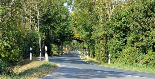 Avenue,  Medžiai,  Pobūdį,  Toli,  Kraštovaizdis,  Miškas