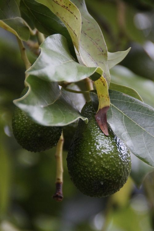 Avokadas, Avokado Medis, Augalas, Sveikas, Vaisiai, Valgomieji, Vitaminai, Žalias, Maistas, Egzotiškas, Kaulavaisiai, Egzotiniai Vaisiai, Atogrąžų