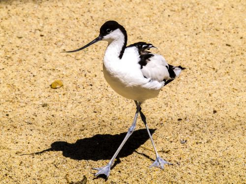 Avocet, Vandens Paukštis, Paukštis, Gamta, Gyvūnas