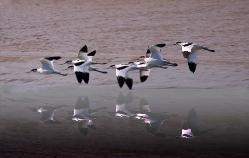 Avocets, Laukinė Gamta, Pelkė, Upė, Sparnai