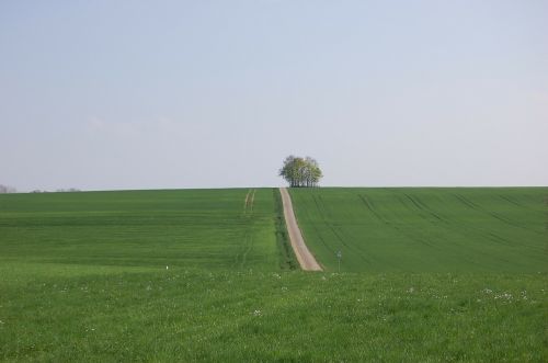 Toli, Medis, Pieva, Kraštovaizdis, Gamta, Žalias