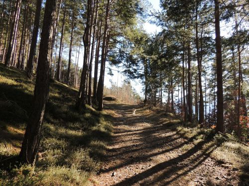 Toli, Miškas, Medžiai, Pavasaris, Vaikščioti, Kraštovaizdis, Gamta