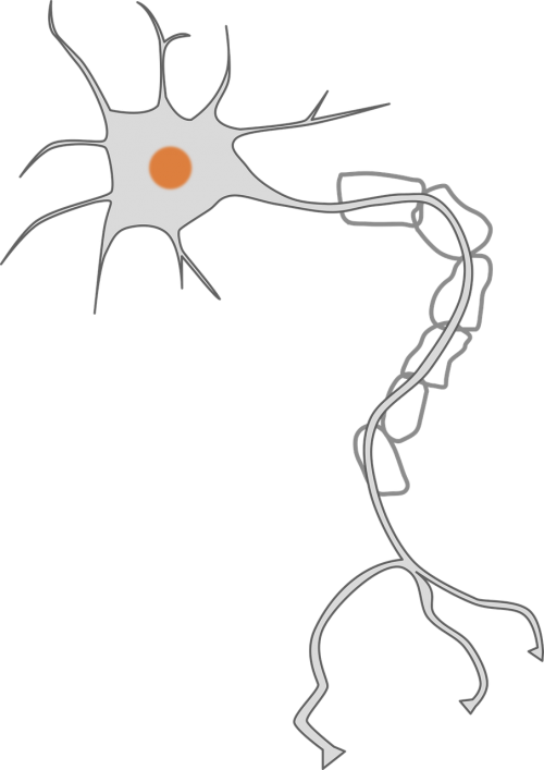 Aksonas, Smegenys, Ląstelė, Dendritai, Nervas, Neuronas, Soma, Nemokama Vektorinė Grafika