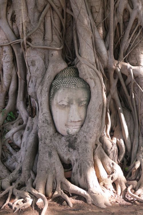 Ayutthaya, Tailandas, Buda, Sugadinti